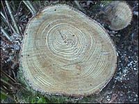 Bois. Cernes. Cliquer pour agrandir l'image.