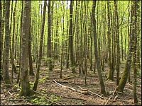 Bois. Taillis sous futaie. Cliquer pour agrandir l'image.