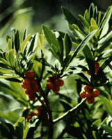 Bois joli. Fruit. Cliquer pour agrandir l'image.