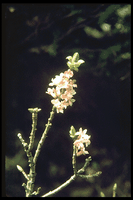 Bois joli. Fleur. Cliquer pour agrandir l'image.