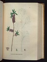 Bois joli. Planche d'identification Saint-hilaire. Cliquer pour agrandir l'image.