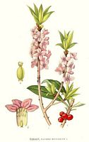 Bois joli. Planche d'identification Linnemand. Cliquer pour agrandir l'image.