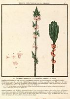 Bois joli. Planche d'identification Bulliard. Cliquer pour agrandir l'image.
