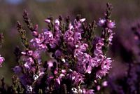 Callune commune. Fleur. Cliquer pour agrandir l'image.
