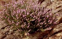 Callune commune. Plant. Cliquer pour agrandir l'image.