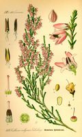 Callune commune. Planche d'identification. Cliquer pour agrandir l'image.