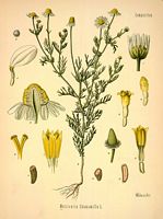 Camomille matricaire. Dessin d'identification. Cliquer pour agrandir l'image.
