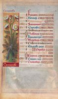 Camomille matricaire. Parchemin. Cliquer pour agrandir l'image.