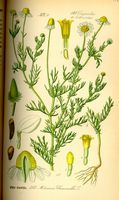Camomille matricaire. Planche d'identification Thomé. Cliquer pour agrandir l'image.