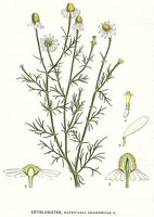 Camomille matricaire. Planche d'identification Linnemand. Cliquer pour agrandir l'image.