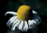 Camomille matricaire. Fleur. Cliquer pour agrandir l'image.
