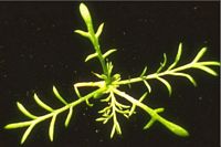 Camomille matricaire. Plantule. Cliquer pour agrandir l'image.