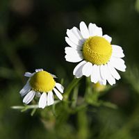 Camomille matricaire. Fleurs. Cliquer pour agrandir l'image.