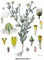 Camomille matricaire. Planche d'identification. Cliquer pour agrandir l'image.