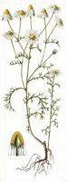 Camomille matricaire. Dessin. Cliquer pour agrandir l'image.