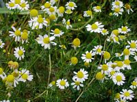 Camomille matricaire. Plantes. Cliquer pour agrandir l'image.