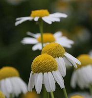 Camomille matricaire. Fleurs. Cliquer pour agrandir l'image.