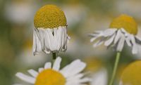 Camomille matricaire. Fleurs. Cliquer pour agrandir l'image.