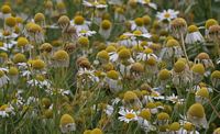 Camomille matricaire. Fleurs. Cliquer pour agrandir l'image.