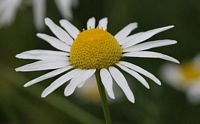 Camomille matricaire. Fleur. Cliquer pour agrandir l'image.