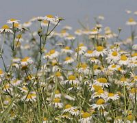 Camomille matricaire. Plantes. Cliquer pour agrandir l'image.