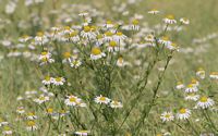 Camomille matricaire. Plantes. Cliquer pour agrandir l'image.