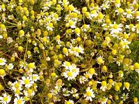 Camomille matricaire. Plantes. Cliquer pour agrandir l'image.