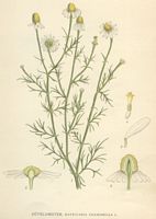 Camomille matricaire. Planche d'identification. Cliquer pour agrandir l'image.