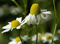 Camomille matricaire. Fleurs. Cliquer pour agrandir l'image.