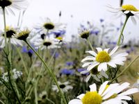 Camomille matricaire. Fleurs. Cliquer pour agrandir l'image.