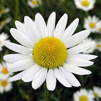 Camomille matricaire. Fleur. Cliquer pour agrandir l'image.