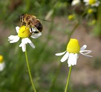 Camomille matricaire. Fleurs. Cliquer pour agrandir l'image.