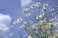 Camomille matricaire. Fleurs. Cliquer pour agrandir l'image.