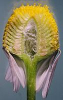 Camomille matricaire. Coupe fleur. Cliquer pour agrandir l'image.