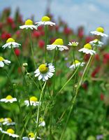 Camomille matricaire. Fleurs. Cliquer pour agrandir l'image.