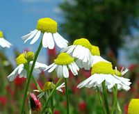 Camomille matricaire. Fleurs. Cliquer pour agrandir l'image.