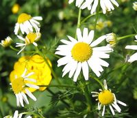 Camomille matricaire. Fleurs. Cliquer pour agrandir l'image.