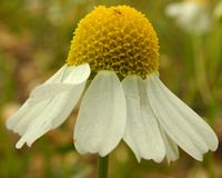 Camomille matricaire. Capitule. Cliquer pour agrandir l'image.