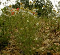 Camomille matricaire. Plante. Cliquer pour agrandir l'image.