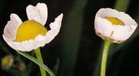 Camomille matricaire. Capitules. Cliquer pour agrandir l'image.