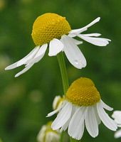 Camomille matricaire. Fleurs. Cliquer pour agrandir l'image.