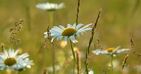 Camomille matricaire. Fleur. Cliquer pour agrandir l'image.