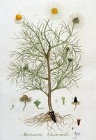Camomille matricaire. Planche d'identification Flora batava. Cliquer pour agrandir l'image.