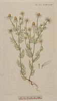 Camomille matricaire. Planche d'identification Flora danica. Cliquer pour agrandir l'image.