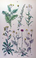 Camomille matricaire. Planche d'identification Hoffmann. Cliquer pour agrandir l'image.