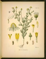 Camomille matricaire. Planche d'identification Koehler. Cliquer pour agrandir l'image.