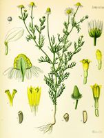 Camomille matricaire. Planche d'identification Koehler. Cliquer pour agrandir l'image.