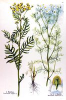 Camomille matricaire. Planche d'identification Losch. Cliquer pour agrandir l'image.