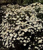 Camomille matricaire. Fleurs. Cliquer pour agrandir l'image.