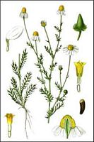 Camomille matricaire. Planche. Cliquer pour agrandir l'image.